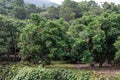 There are dense longan trees in the orchard Royalty Free Stock Photo