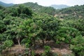 There are dense longan trees in the orchard Royalty Free Stock Photo