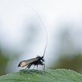 The Green Longhorn, Adela reaumurella