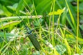 Green longhorn beetle climbs around in the green grass