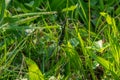 Green longhorn beetle climbs around in the green grass