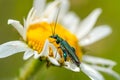 Green Longhorn Beetle on a flower in a natural setting.