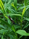 Green longhorn beetle in the sunshine