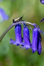A green longhorn moth perched on a bluebell flower