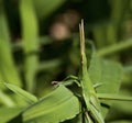 Green longhorned grasshopper