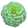 Green Longlived Cabbage in circular shape isolated Royalty Free Stock Photo