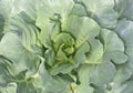 Green Longlived Cabbage Royalty Free Stock Photo
