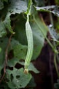 Green Loofah Plant in garden