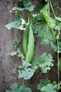 Green Loofah Plant on wall in garden