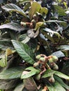 Green loquat fruits on banch