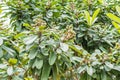 Green loquat fruits growing on tree. Also called Japanese Medlar, a species of flowering plant fruit in the family Rosaceae, a