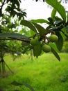 green loquat