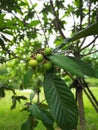 green loquat