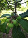 green Loquat