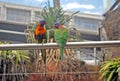 Green lorikeets with a blue head and orange beak sitting on a rack