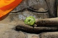 Green lotus bud Placed on the hands of an old Buddha statue made of cement. Royalty Free Stock Photo