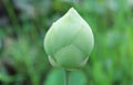 green lotus bud the scientific Royalty Free Stock Photo