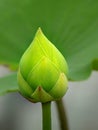 Green lotus Royalty Free Stock Photo