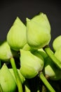 Green lotus flower bud. Royalty Free Stock Photo