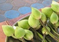 Green lotus flower