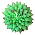 Green lotus isolated