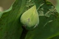 Green Lotus Royalty Free Stock Photo