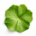 Green Lotus Leaf: Aerial View Inspired By Song Dynasty And Nature Royalty Free Stock Photo
