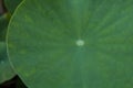 Green lotus leaf close up