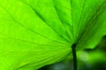 Green lotus leaf closeup