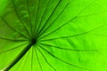Green lotus leaf closeup