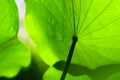Green lotus leaf closeup
