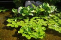 Green lotus leaf for decorate pool Royalty Free Stock Photo