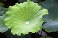 Green Lotus leaf with drop inside