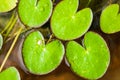 Green lotus leaf floating on water in a pot Royalty Free Stock Photo