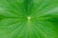 Green lotus leaf with heart shape in the middle Royalty Free Stock Photo