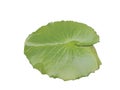 Green lotus leaf with isolated background Royalty Free Stock Photo