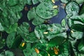 Green lotus leaf in lake water or pond or swamp. in dark tone. Royalty Free Stock Photo