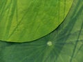 green lotus leaf texture Floating On water Royalty Free Stock Photo