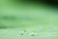 Green Lotus leaf with water drop Royalty Free Stock Photo