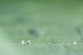 Green Lotus leaf with water drop Royalty Free Stock Photo