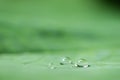 Green Lotus leaf with water drop Royalty Free Stock Photo