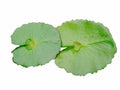 Green lotus leaf on white background