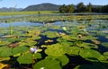 Green lotus leafs with water lilies in dam, Garden Route, South Africa Royalty Free Stock Photo