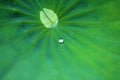 Green lotus leave and drops