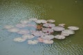 Green lotus leaves with flower floating in water lake Royalty Free Stock Photo