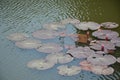 Green lotus leaves with flower floating in water lake Royalty Free Stock Photo