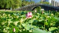 Green lotus leaves and lotous flowers in the pool