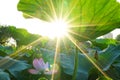 Green lotus leaves and lotous flowers under the sunshine