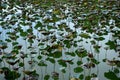 Green Lotus leaves and shadows on water face in ponds landscape in peaceful and quiet.