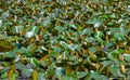 Green Lotus leaves in water Pond for a background. Royalty Free Stock Photo